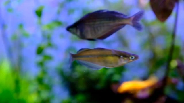 Chilatherina sentaniensis sparring/dancing смотреть онлайн