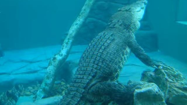 Salt Water Crocodiles of Darwin Australia смотреть онлайн