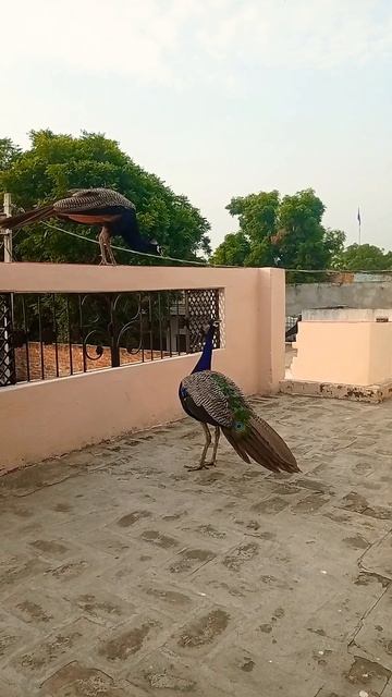 #shorts #trending #trendingshortvideo смотреть онлайн