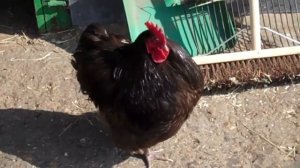 Spitalfields city farm. Петух.