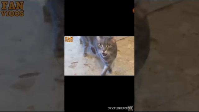 Деспасито на кошачьям языке... смотреть онлайн