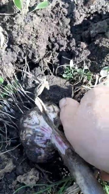Когда убирать зимний чеснок? смотреть онлайн