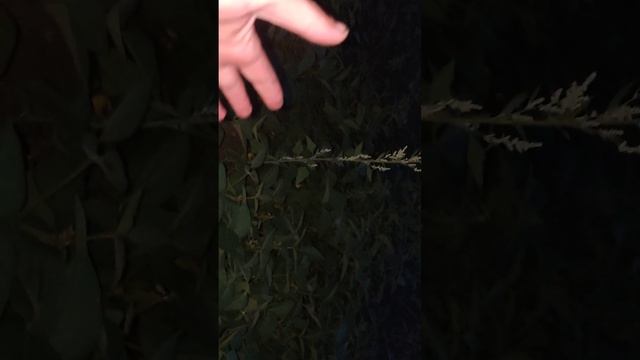 нічна соя. росте. смотреть онлайн