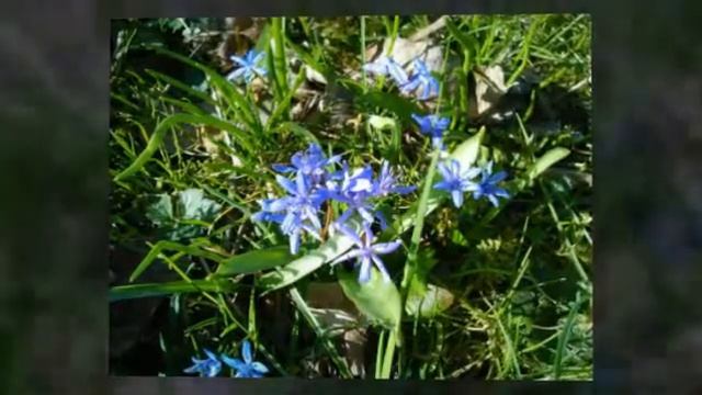 Spring Squill Time Again смотреть онлайн
