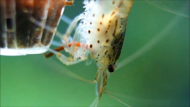 Caridina Japonica смотреть онлайн