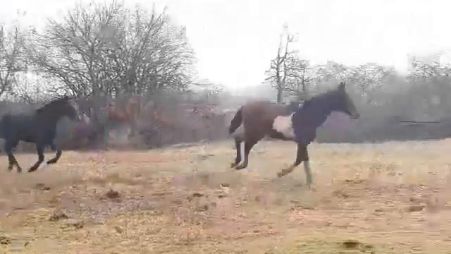 Жеребчики Кабардинской породы смотреть онлайн