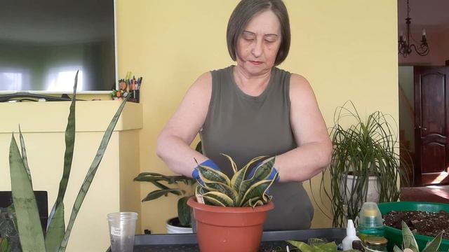 Поговорим о пересадке и поливе сансевиерий. И как же без комментарий. смотреть онлайн