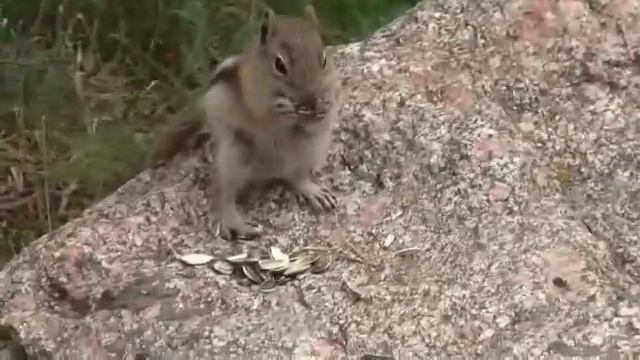 Colorado Chipmunk смотреть онлайн