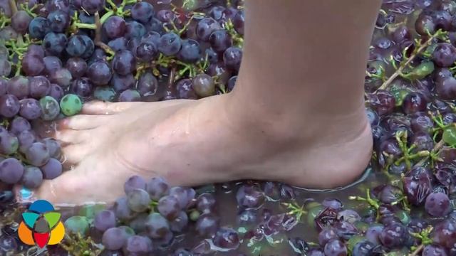 House of Rose Winery offers up grape stomping fun for the whole family смотреть онлайн