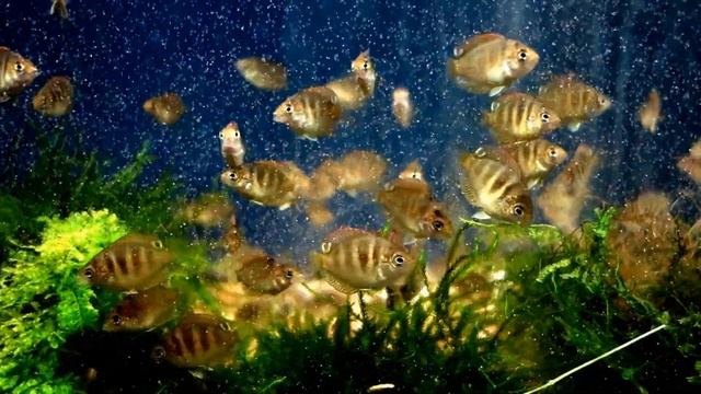 Etroplus canarensis / Canara Pearlspot feeding on brine shrimp смотреть онлайн