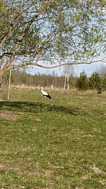Аист гуляет у пруда. The stork are walking near the pond смотреть онлайн