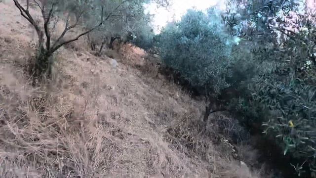 YENİ SEZON MUHTEŞEM YABAN DOMUZU AVI / WİLD BOAR HUNTİNG. CACCİA AL CİNGHİALE 2024 DOMUZ AVI смотреть онлайн