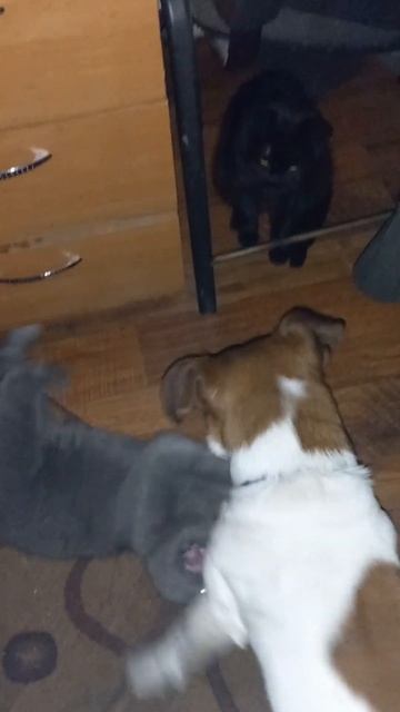 Мурчик бешкитує. смотреть онлайн