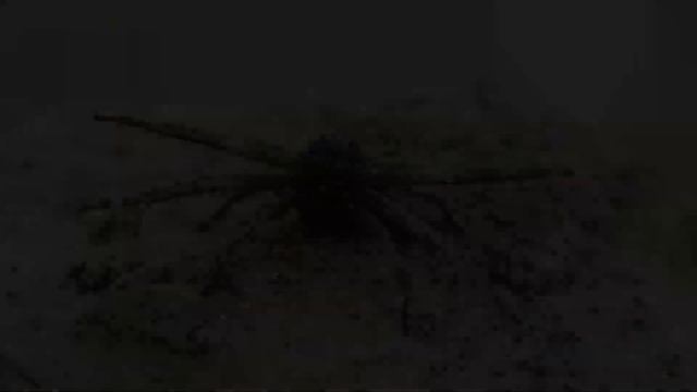 Arañas cangrejo, género Xysticus смотреть онлайн