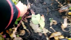 Убираю на Хранение РЕПУ разных Сортов на Зиму!!!👍👍👍      22.10.23г.💖