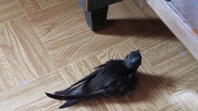 стриж 24 июля 4 перед улётом смотреть онлайн