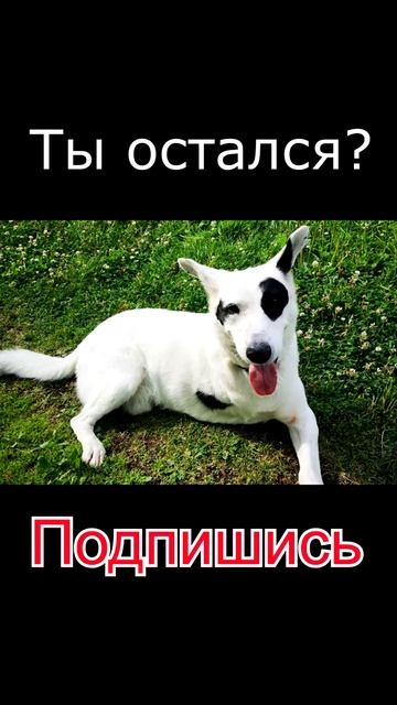 Ты остался #shorts #cat 8 смотреть онлайн