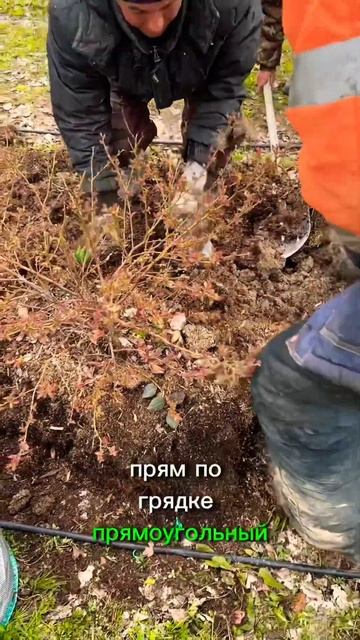 Урожайный райский огородник