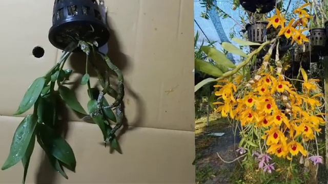 DEN. CHANTHABOON SUNRISE (DEN .LAMYAIAE X DEN. FRIEDERICKSIANUM)