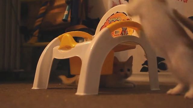 Котяшки и Горшок смотреть онлайн