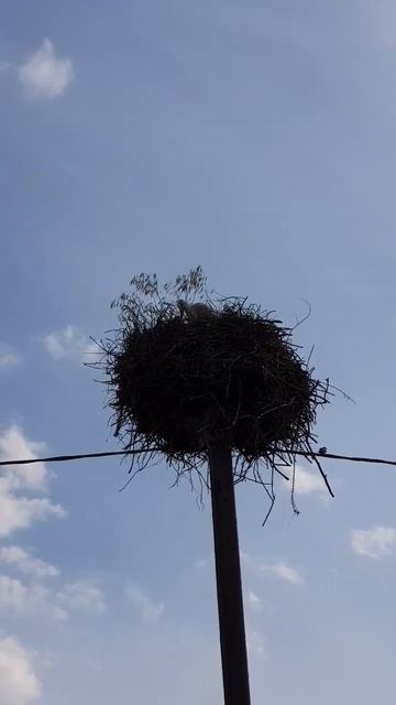 гнездо на соседней улице #stork #animals #аист #брестскийаист #брест #короткиевидео смотреть онлайн