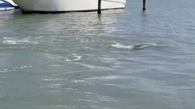 #manatee #ламантин#вода#лето#красота смотреть онлайн