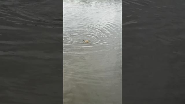 День рыбака. Хороший рыбак на "Глаз" рыбу взвешивает... смотреть онлайн