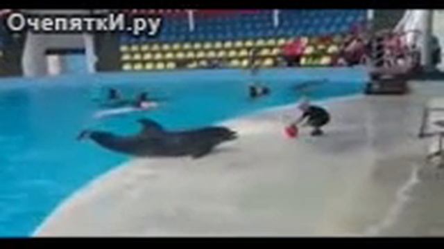 Дельфин и мальчик играют в мячик смотреть онлайн