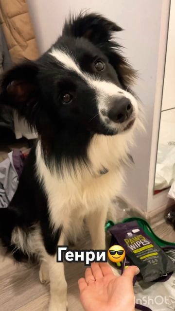 Бордер-колли по имени Генри😜 #выгулсобак #передержкасобак #собака #зоогостиница #бордерколли смотреть онлайн