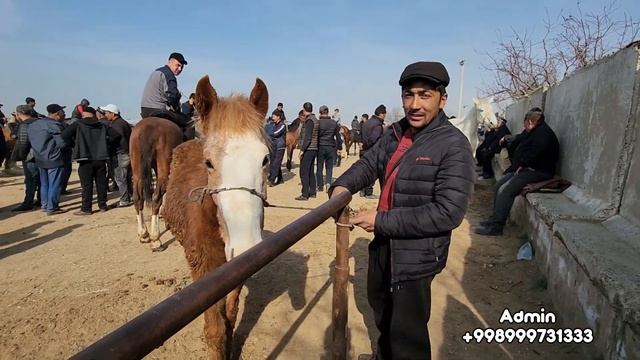 07.03.2023 ШАХИДОН ОТ БОЗОРИДА МАШХУР ТАРНАДО.(Mus Tv).продаются лошады. смотреть онлайн