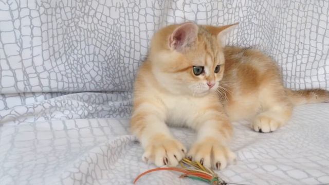 Британская золотая шиншилла UA*Leo San Oskar смотреть онлайн