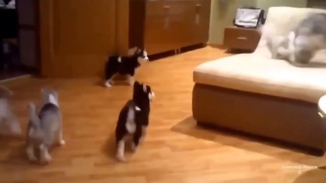 Собака учит щенков смотреть онлайн