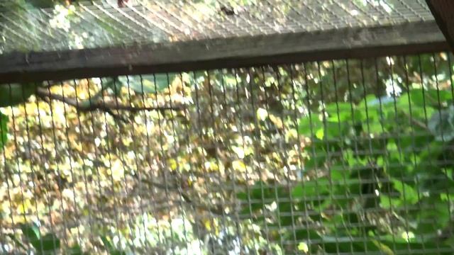 Miami Everglades RV Camping and the Monkey Jungle | Traveling Robert смотреть онлайн