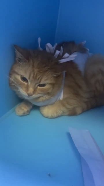 Upd.Есть куратор ❤Лисичке некуда пойти после стерилизации.Улица😥