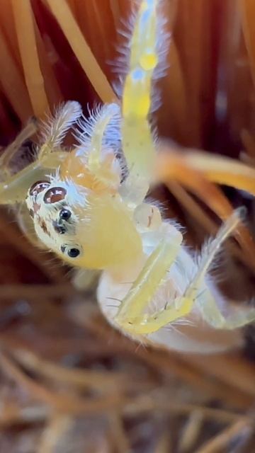 Jumping Spider #spider #animals смотреть онлайн