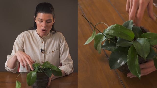 Hoya Surigaoensis Houseplant Care—69 Of 365