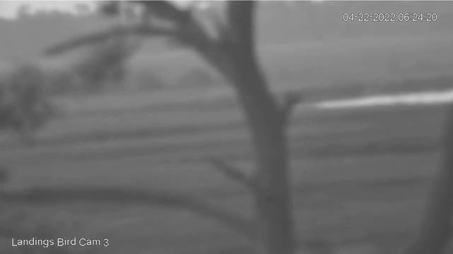 Savannah GHO Nest - 4/22/2022 - More little owl's flying practices on Cam 3 смотреть онлайн