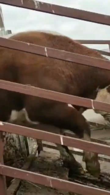 #быки #shorts #рекомендации #бука смотреть онлайн