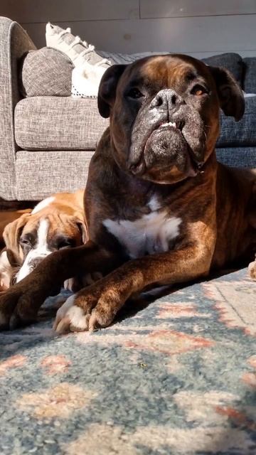 Boxer Dog Compilation смотреть онлайн
