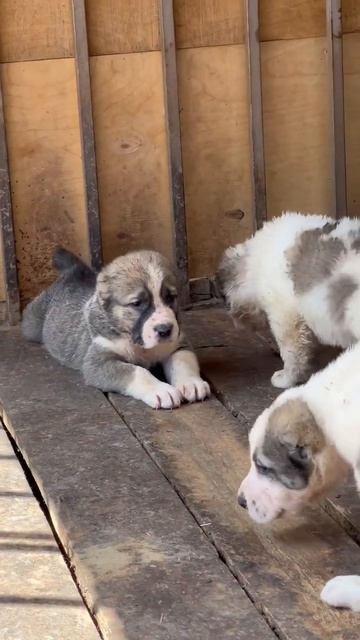 Щенки среднеазиатской овчарки, от очень крупных производителей!