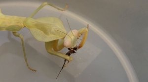 БОГОМОЛ ПРОТИВ ДОМАШНЕГО ПАУКА #богомол #insects #mantis #животные #насекомые #prayingmantis