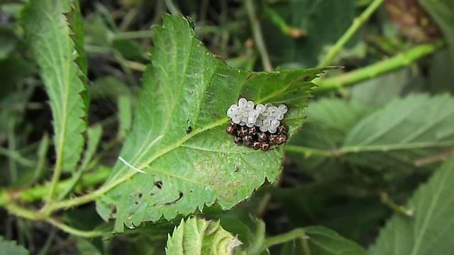 Green Shield Bug-Palomena prasina-Eggs and Nymphs.AVI смотреть онлайн