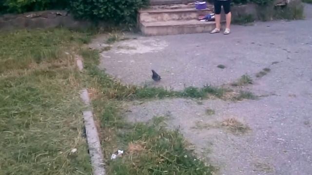 Танцующий голубь / Dancing Dove #MaximumChannel