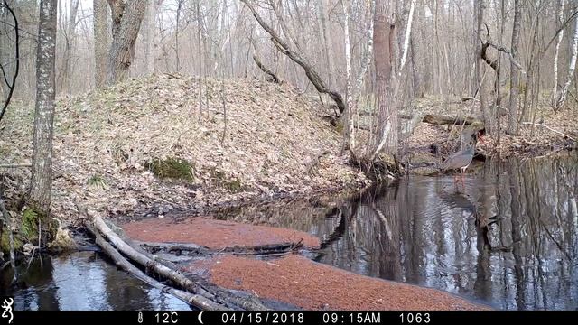 Black stork in Chernobyl смотреть онлайн