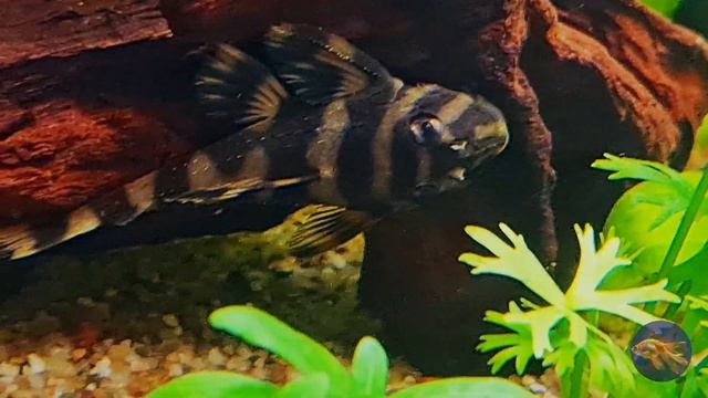 Butterfly pleco/L168/Сом Дикейзерия бабочка/4k video. смотреть онлайн