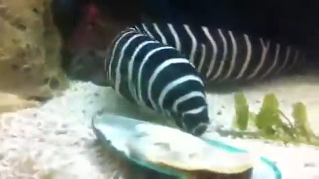 Morena смотреть онлайн