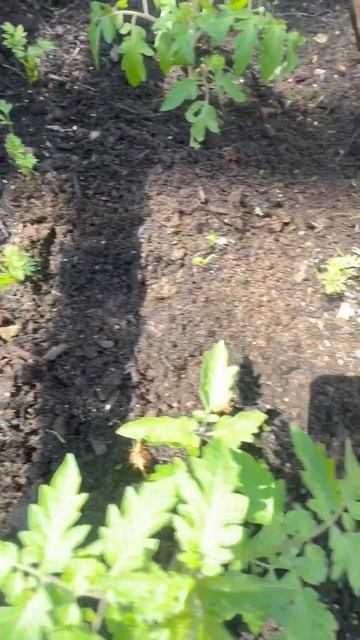 Multi sowing in small space carrots 🥕 tomatoes 🍅 смотреть онлайн