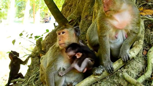 Oh No, Why New King Monkey Force Old Tima Like That? смотреть онлайн