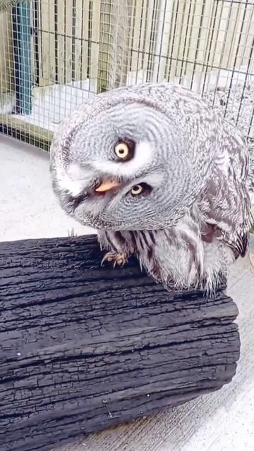 Danger Voice Of Owl 🦉 #owl #shorts