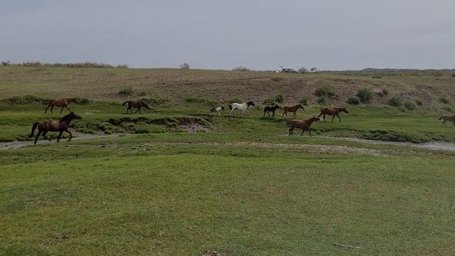 Ийменские пески, табун лошадей, Тыва, июль 2021 смотреть онлайн
